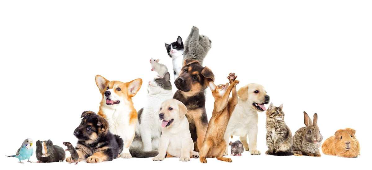 Animaux/Accessoire
